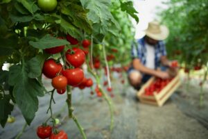 organic-food-farm