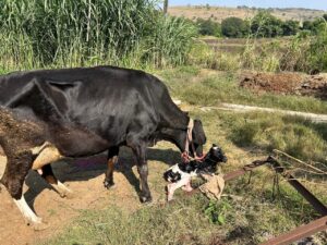 Blog Agri Image_1